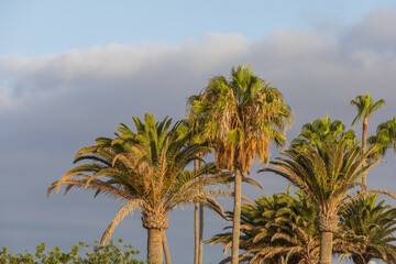 Palm trees at Maspalomas on Gran Canaria in Spain