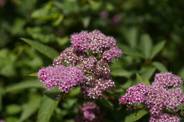 pink valentine flowers