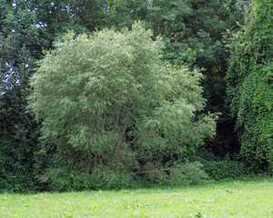 Beautiful Lush Green Willow Tree in a Vibrant Natural Landscape. Summer Foliage