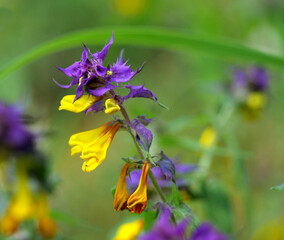 Purple and Yellow European Cow-wheat Wildflower in Meadow; Melampyrum Nemorosum Blossom. Vibrant...