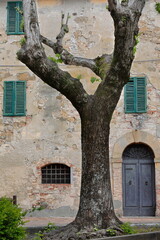 Dilapidated facade of uninhabited house, large-leaved lime tree growing in Piazza della Vittoria...