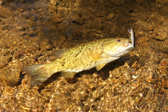 Smallmouth Bass with Lure