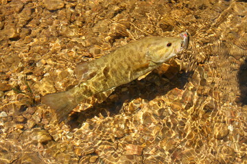 Smallmouth Bass with Lure