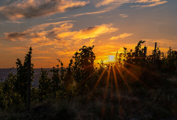 Sonnenuntergang im Weinberg