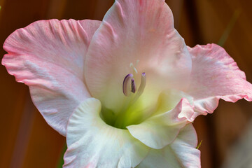 Gladiole