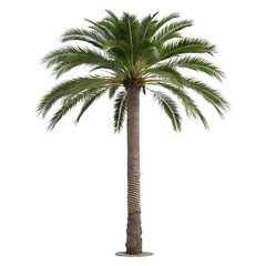 Vibrant illustration of a tropical palm tree against a white background.