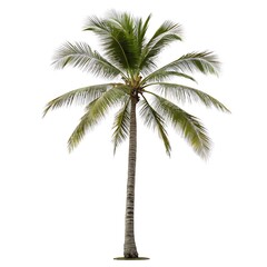 Obraz premium Vibrant illustration of a tropical palm tree against a white background.