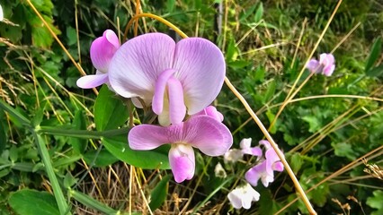 Sweden. The sweet pea, Lathyrus odoratus, is a flowering plant in the genus Lathyrus in the family Fabaceae (legumes), native to Sicily, southern Italy and the Aegean Islands. 