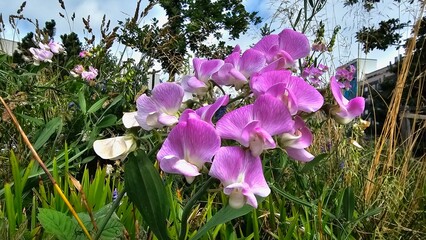 Sweden. The sweet pea, Lathyrus odoratus, is a flowering plant in the genus Lathyrus in the family Fabaceae (legumes), native to Sicily, southern Italy and the Aegean Islands. 