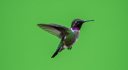 Fototapeta premium A hummingbird with iridescent feathers hovering in mid air against a green background plain backdrop