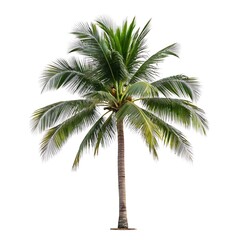 Vibrant illustration of a tropical palm tree against a white background.