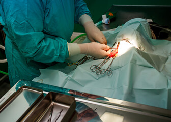 Veterinary surgeon performing a complex surgical procedure on a dog in a sterile operating room,...