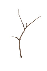 dry tree branches or wooden sticks. Natural rustic element for decoration or craft from a forest. isolated on white background with clipping path.