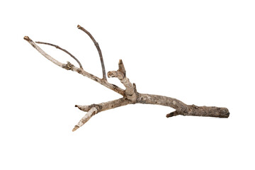 dry tree branches or wooden sticks for decoration or craft. Natural rustic element from a forest....