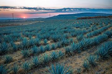 Blue Agave Rows at Dawn in the Tequila Highlands