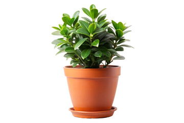 Fototapeta premium A small green houseplant in a terracotta pot, isolated on a transparent background