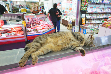A stray cat sleeps on a food display at a market.