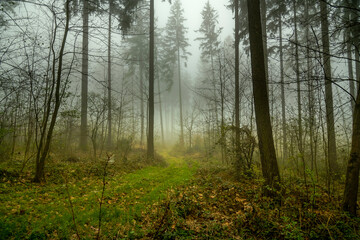 misty morning in the forest