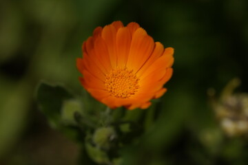 orange valentine calendula 