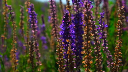 lavender field in provence