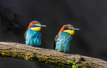 Gruccioni birds