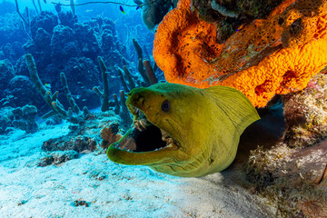Moray eel underwater