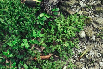 Lush green moss and small plants grow near rocky ground creating a natural, textured background in a forest setting.