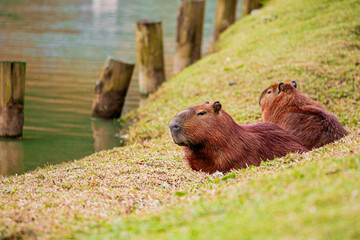 CAPIVARA Hydrochoerus hydrochaeris