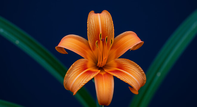 Stunning close up of an orange daylily flower blooming against a dark blue background - Powered by Adobe