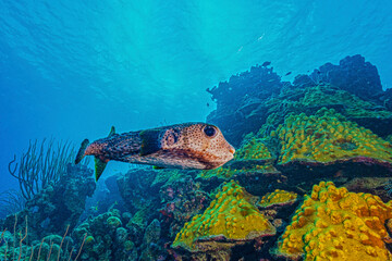 Porcupinefish fish in underwater