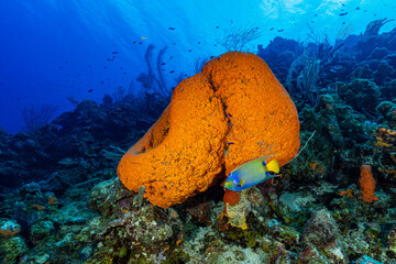 Sea sponge underwater