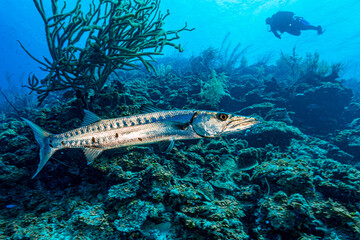 Barracuda underwater