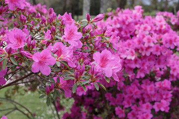 Fototapeta premium Mass of bright pink azalea flowers blooming in green garden with soft daylight. Rich texture and seasonal color. Great for floral, botanical, or decorative visual and print use