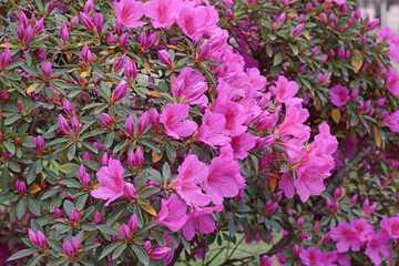 Mass of bright pink azalea flowers blooming in green garden with soft daylight. Rich texture and...