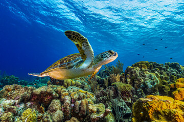 sea turtle swimming underwater