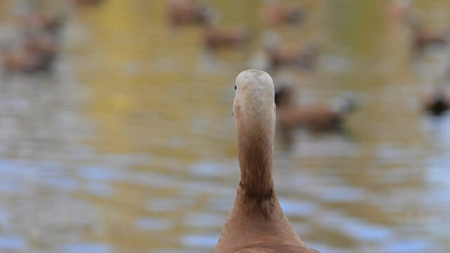 Ruddy Shelduck slowly turning its head in different positions, with a blurred background of a lake and other ducks