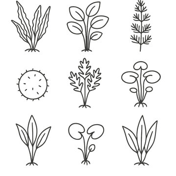 Aquarium Plant Icons. Line style icons of aquarium plants: java fern, anubias, hornwort, moss ball, water wisteria, cabomba,
