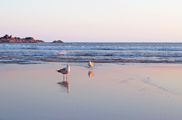 Two birds walking across reflective beach surface under soft sunset light with pastel sky. Calm coastal mood. Great for seasonal, romantic, travel, or peaceful landscape projects.