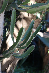 Tall columnar cactus with segmented arms in sunlit desert garden. Unique plant structure with thick...