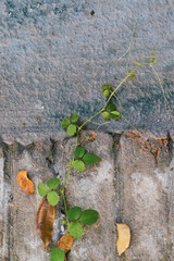 Tendril winds across stone with autumn leaves, providing a beautiful outdoor scene, highlighting...