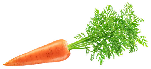 Fresh orange carrot with greens isolated.