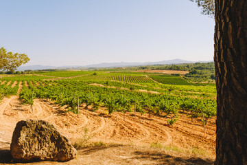 Vineyard landscape with green grape vines in Spain