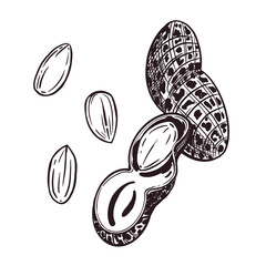 A set of vector illustrations. Peanuts, peanuts, kernels and inshell peanuts. All objects are hand-drawn with ink. For printing on paper and fabric, nut packaging design, tableware printing.