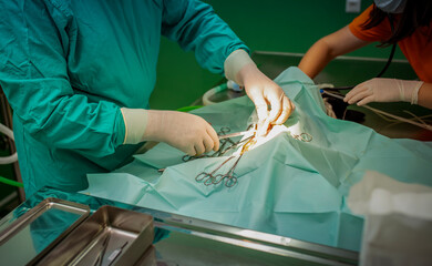 Veterinarian performing a surgical procedure on a dog using forceps and instruments. Focus on...