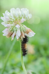 Fuzzy black and brown caterpillar climbing the stem of a white clover flower on a summer day, isolated on a green background. Closeup photo. 