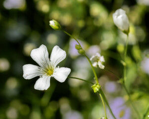 Baby's breath flowers (gypsophila elegans) blooming on a summer day isolated on a green and black...