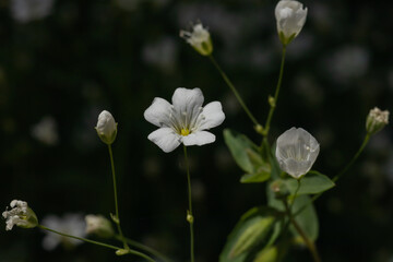 Baby's breath flowers (gypsophila elegans) blooming on a summer day isolated on a black background. Closeup photo. 