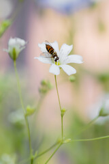 Hoverfly on a white baby's breath (gypsophila elegans) flower isolated on a light pink background, closeup photo. 