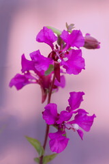 Pink elegant clarkia flowers blooming on a summer day isolated on a light pink background, closeup photo. 