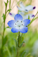 Baby blue eyes flower blooming on a summer day isolated on a light colored background, close up photo. 